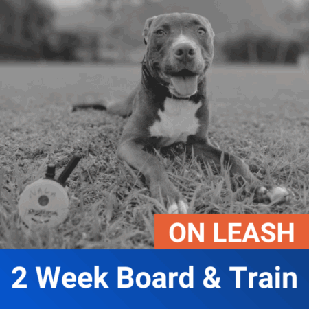 2 Week Board & Train - On Leash
