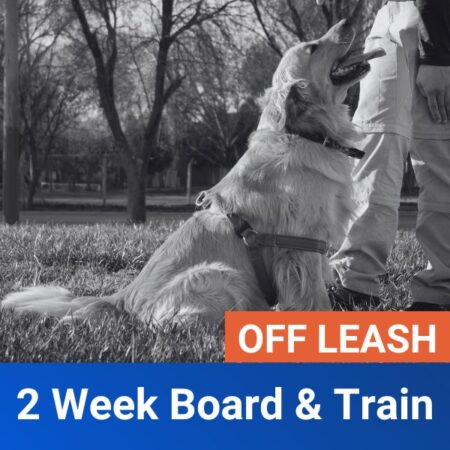 2 Week Board & Train - Off Leash