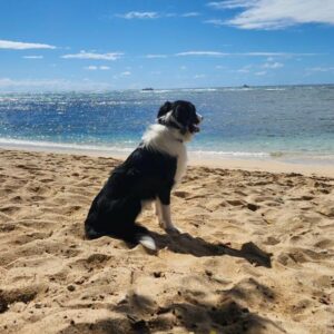 where are the best dog-friendly beach in hawaii