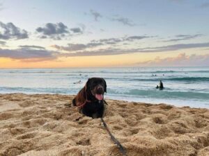 pet-friendly things to do in hawaii