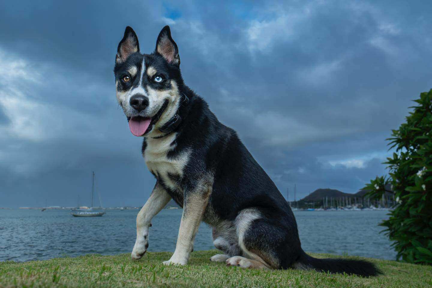 what stores allow dogs in hawaii