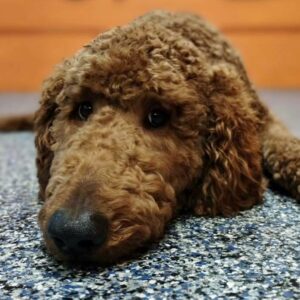 what to give dogs for upset stomach