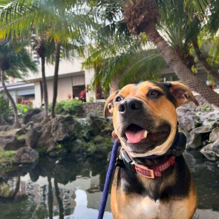 Dog Mating: How Do Dogs Mate Naturally and Why They Get Stuck
