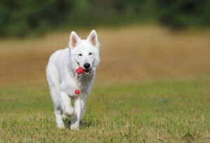 what are the 5 golden rules of dog training