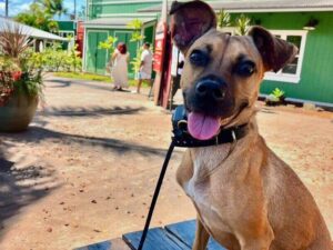 Online puppy training Honolulu HI with dog outdoors