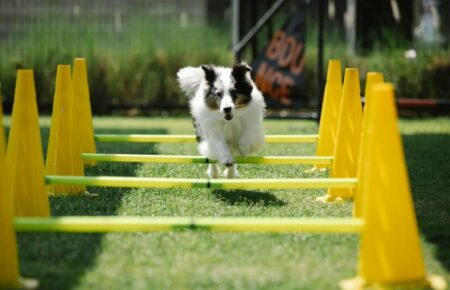Dog Mating: How Do Dogs Mate Naturally and Why They Get Stuck