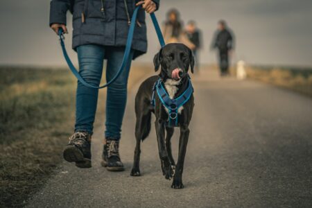 Dog Mating: How Do Dogs Mate Naturally and Why They Get Stuck
