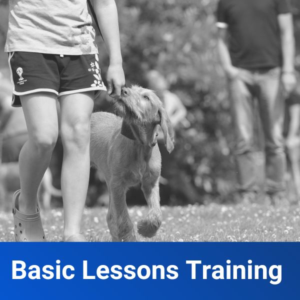 Basic Lessons Training