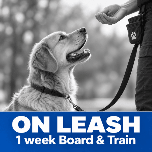 ON LEASH 1 Week Board and Train
